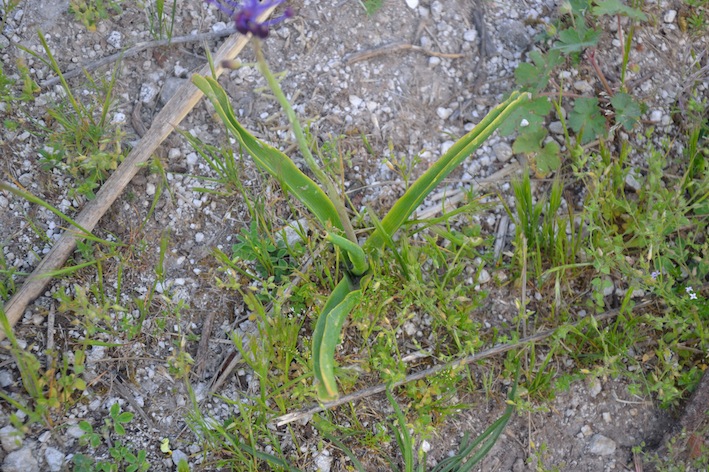 Muscari comosum