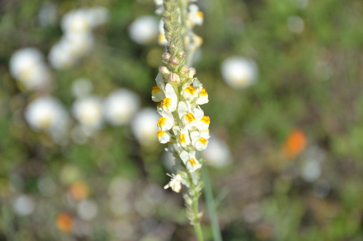 Linaria multicaulis / Linaria multicaule