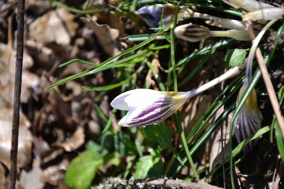 Crocus biflorus