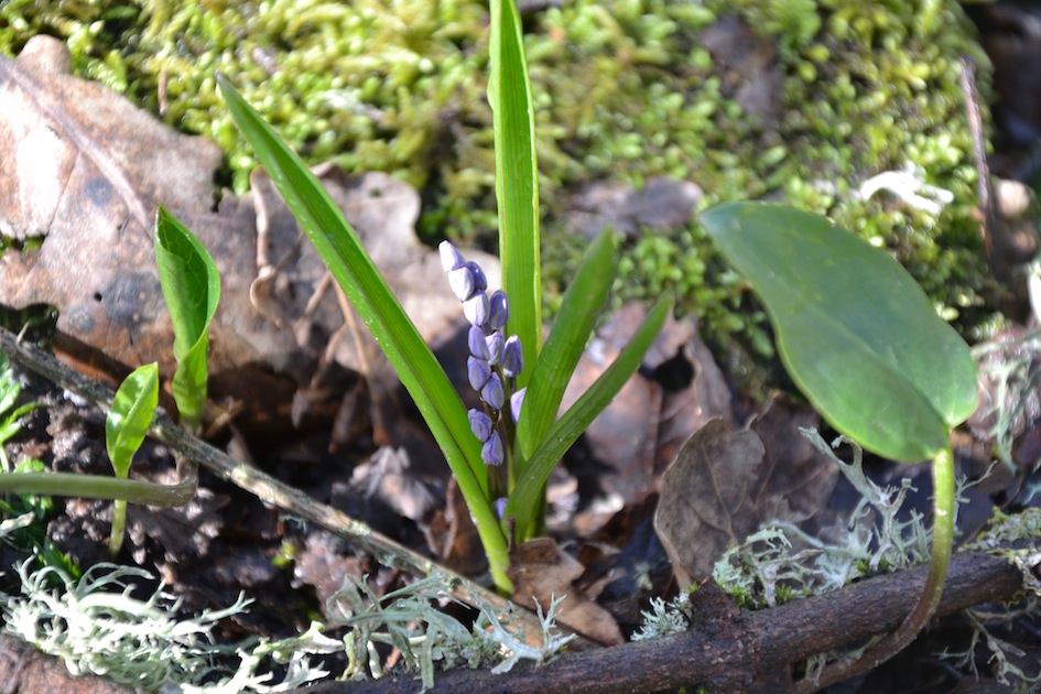 geofita? s, Scilla bifolia