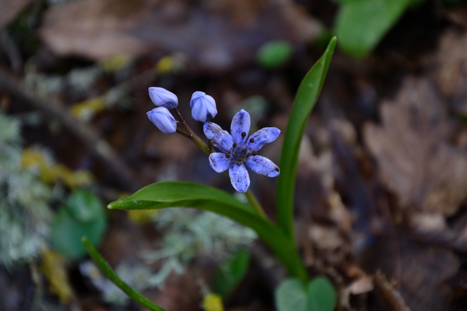 geofita? s, Scilla bifolia