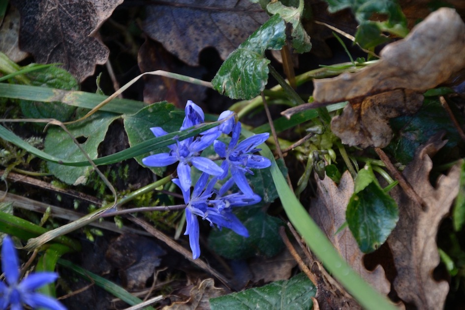 geofita? s, Scilla bifolia