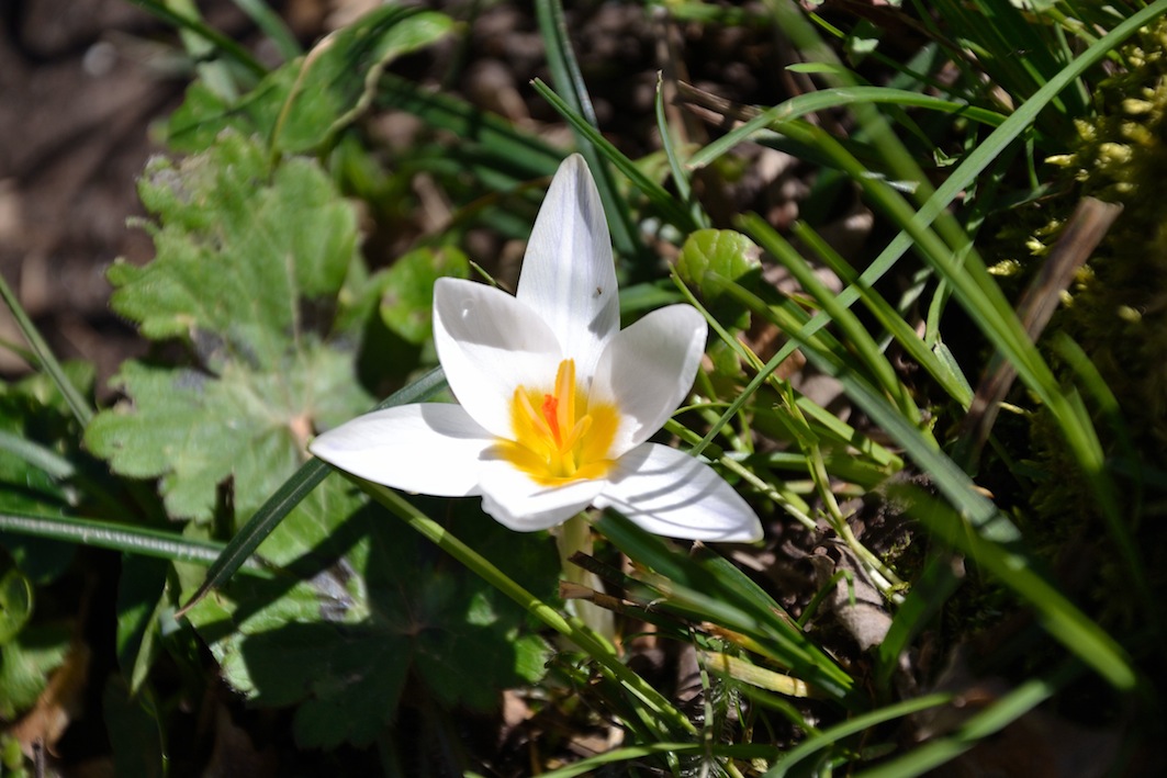 Crocus biflorus 2