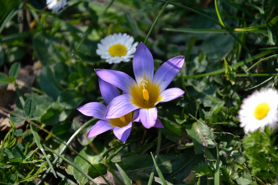 Romulea bulbocodium (L.) Sebast. & Mauri