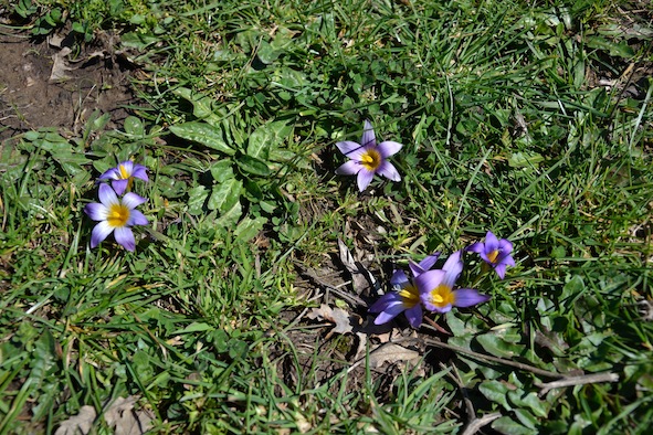 Romulea bulbocodium (L.) Sebast. & Mauri