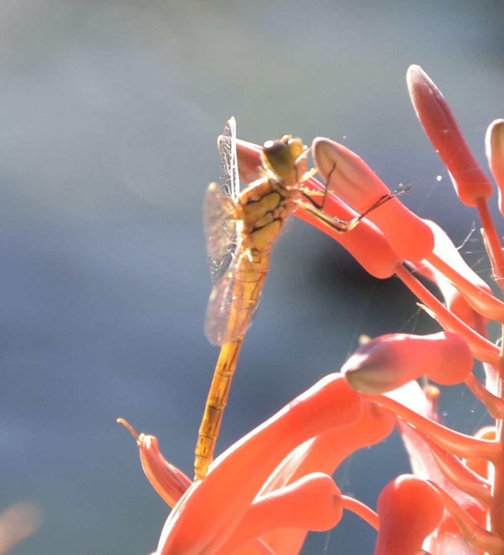 Sympetrum striolatum maschio neosfarfallato??