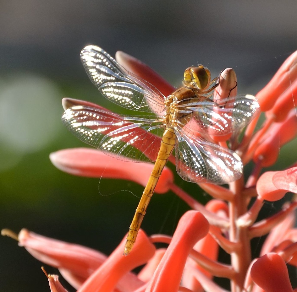 Sympetrum striolatum maschio neosfarfallato??