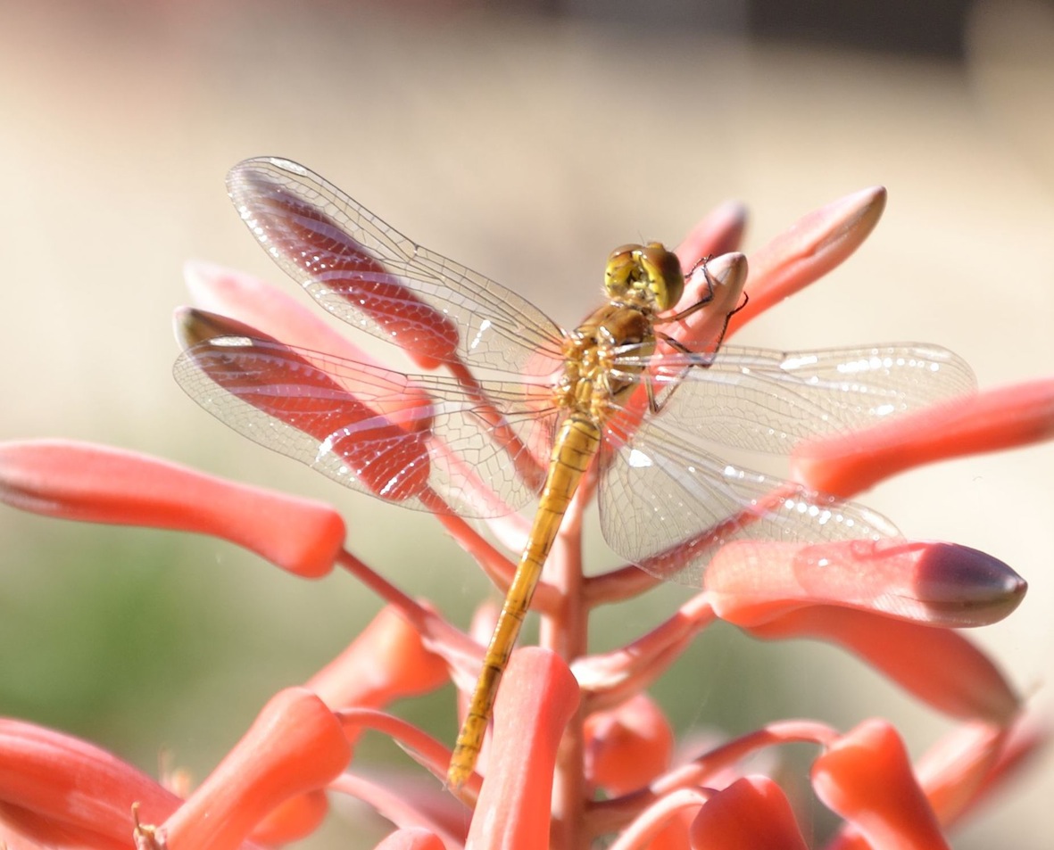 Sympetrum striolatum maschio neosfarfallato??