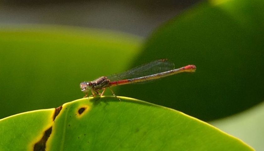 Ceriagrion tenellum?