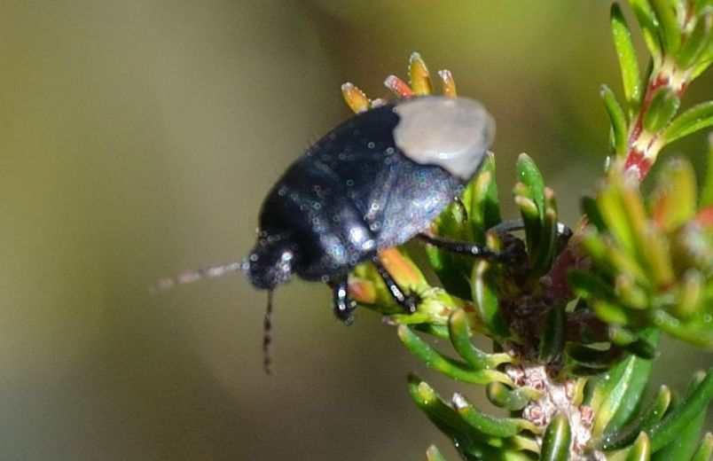 Cydnidae: Cydnus aterrimus della Sicilia (PA)