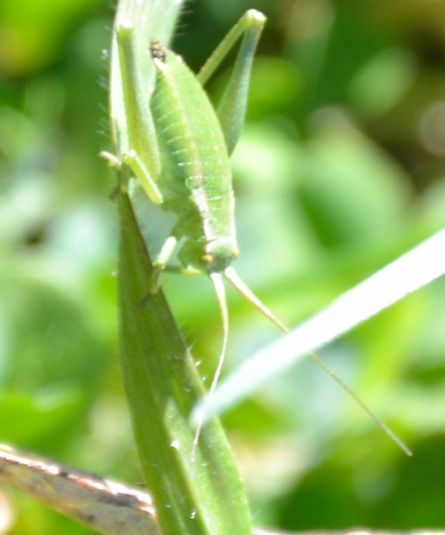 Odontura sp.?