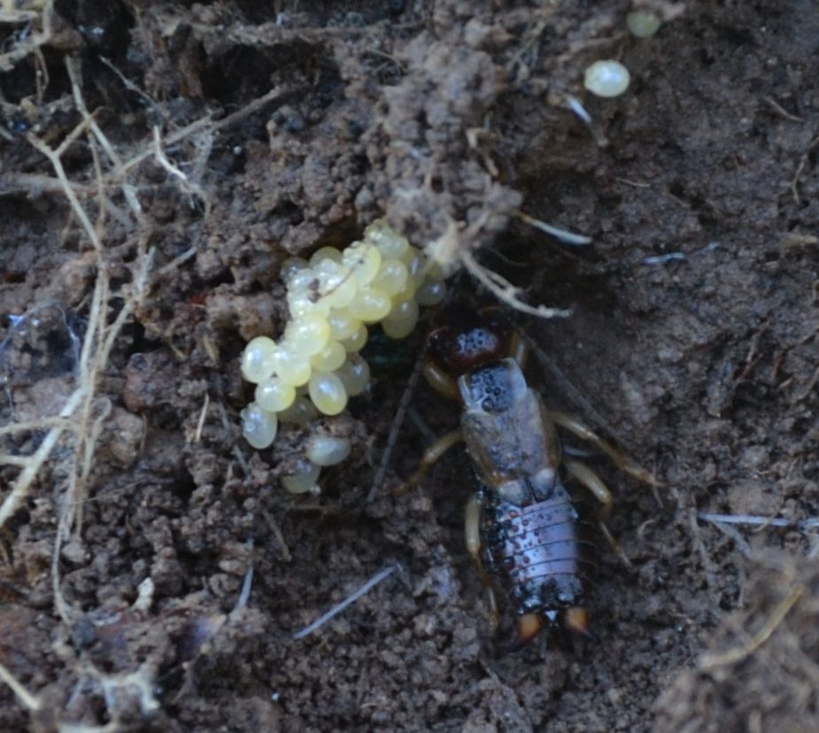 femmina di Forficula auricularia con uova