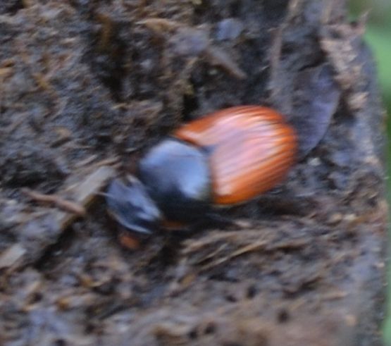 Aphodius cfr fimetarius