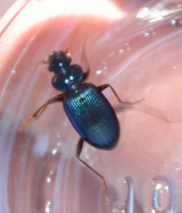 Nebria brevicollis? No. Leistus spinibarbis fiorii