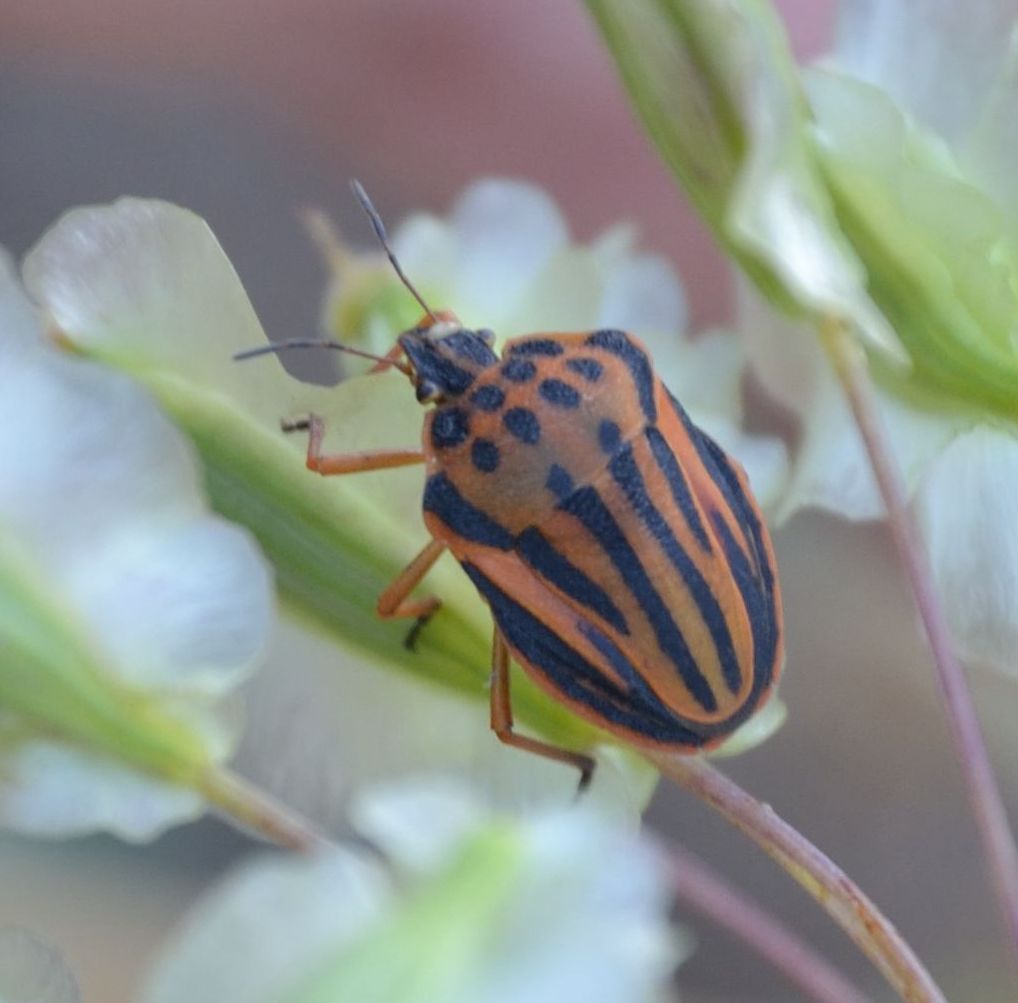 Graphosoma semipunctatum? S