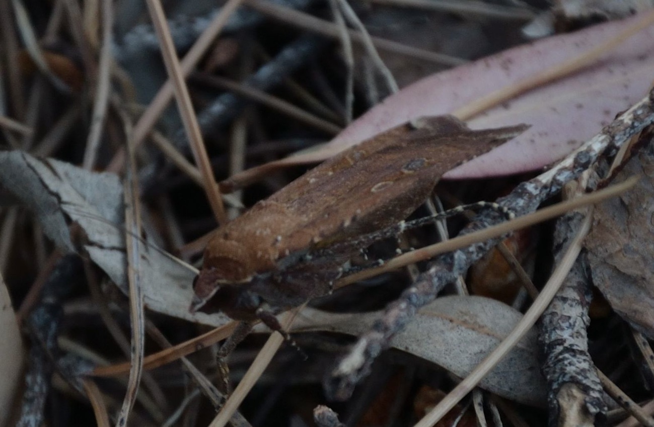 Noctua pronuba?