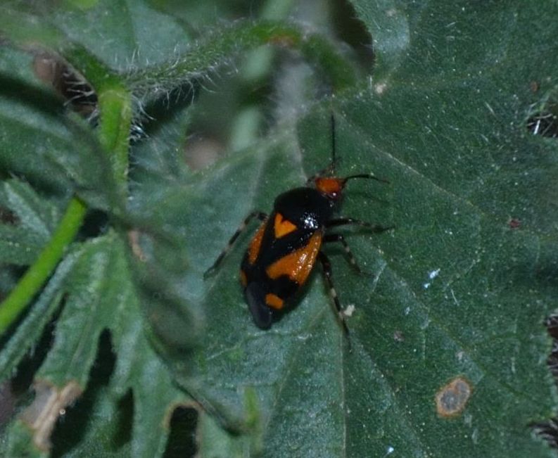 ninfa di eterottero? No, adulto di Deraeocoris cf schach