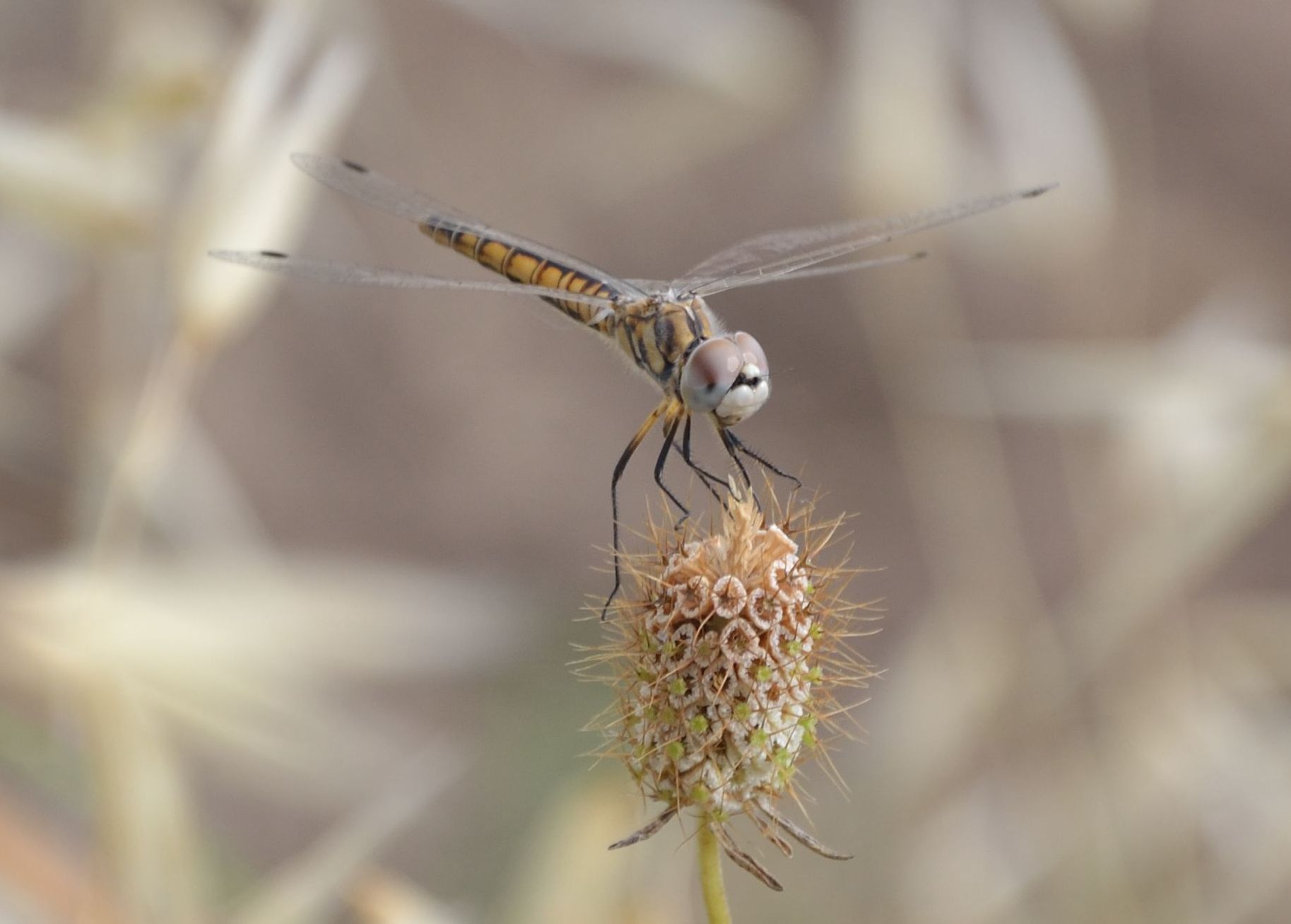 Sympetrum strambo - Selysiothemis nigra e S. fonscolombii