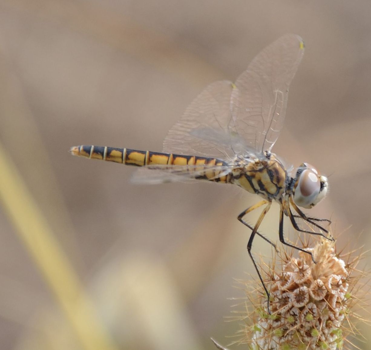 Sympetrum strambo - Selysiothemis nigra e S. fonscolombii