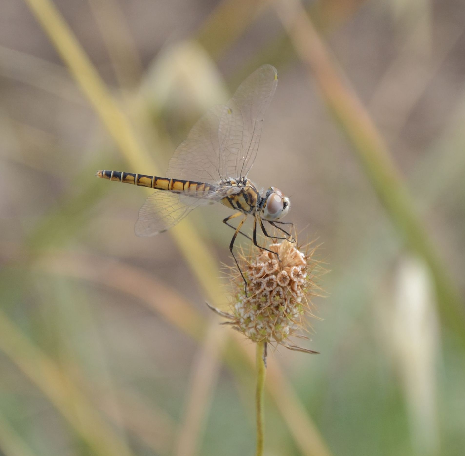 Sympetrum strambo - Selysiothemis nigra e S. fonscolombii