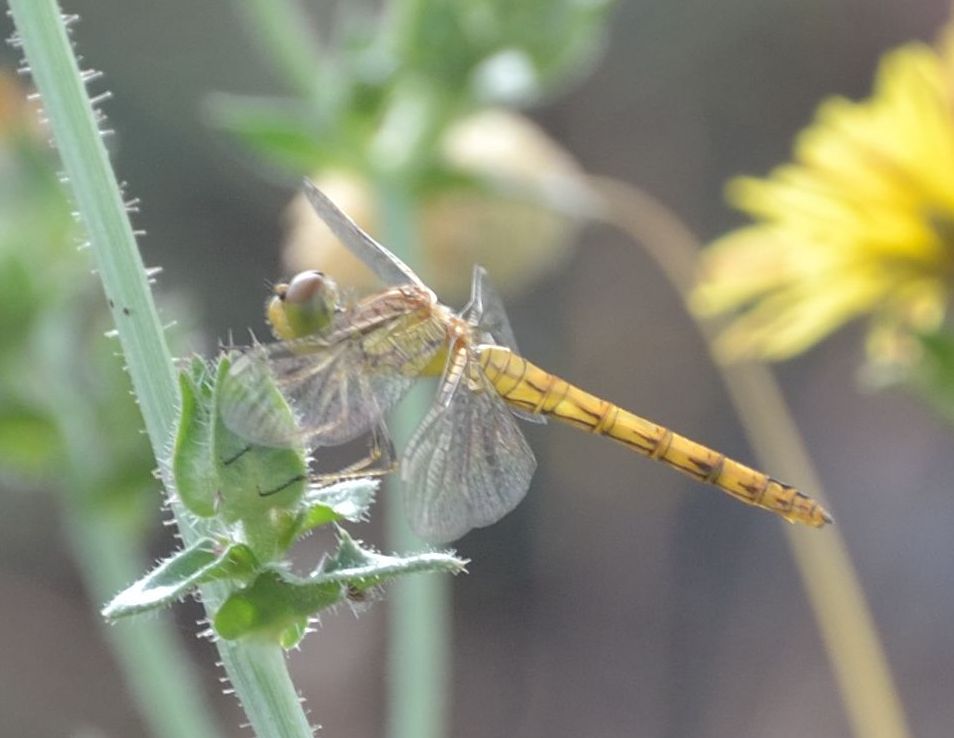 Sympetrum :( aiuto