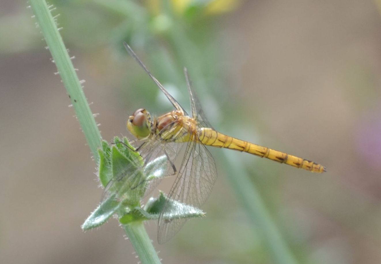 Sympetrum :( aiuto