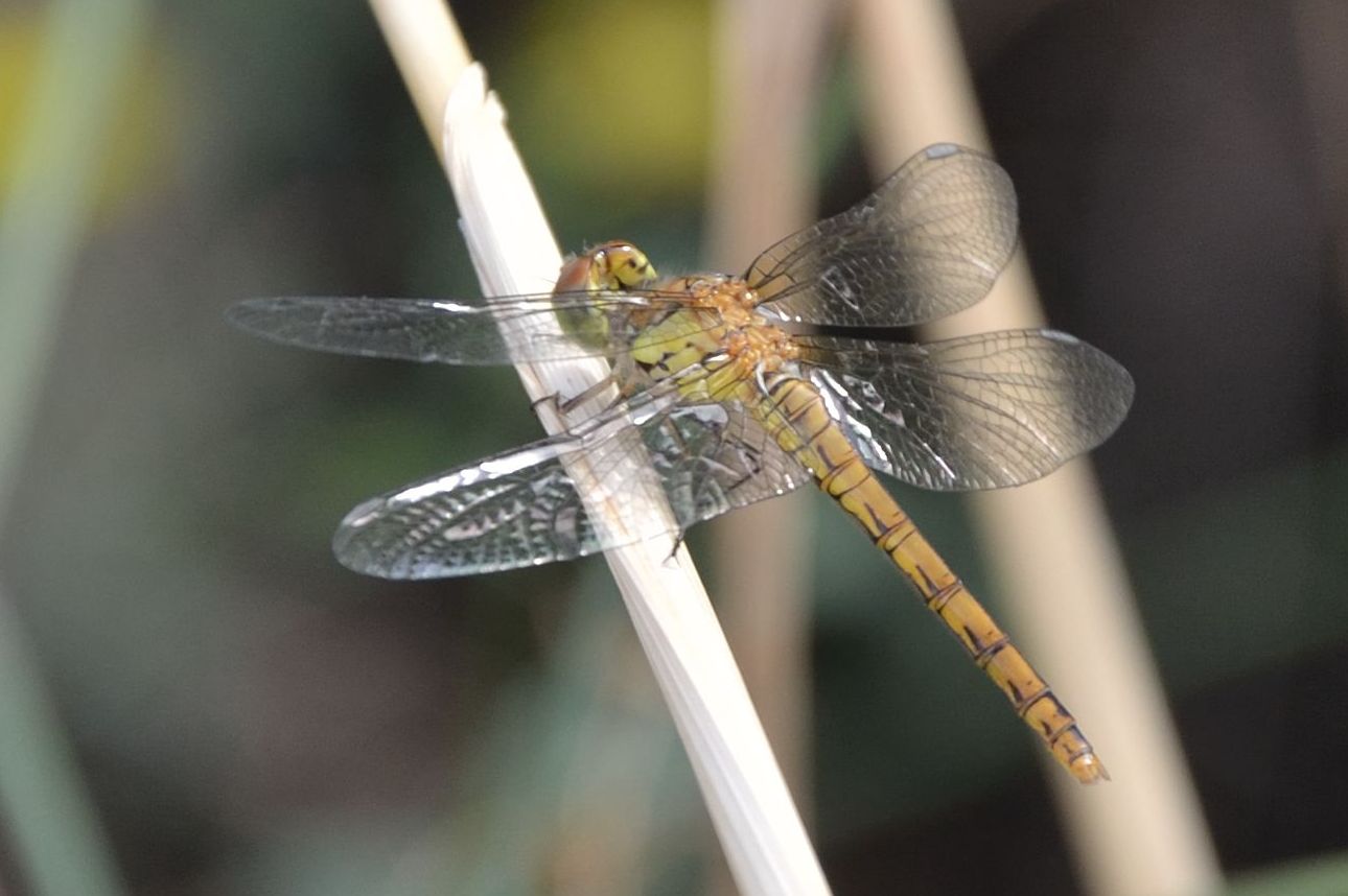 Sympetrum :( aiuto