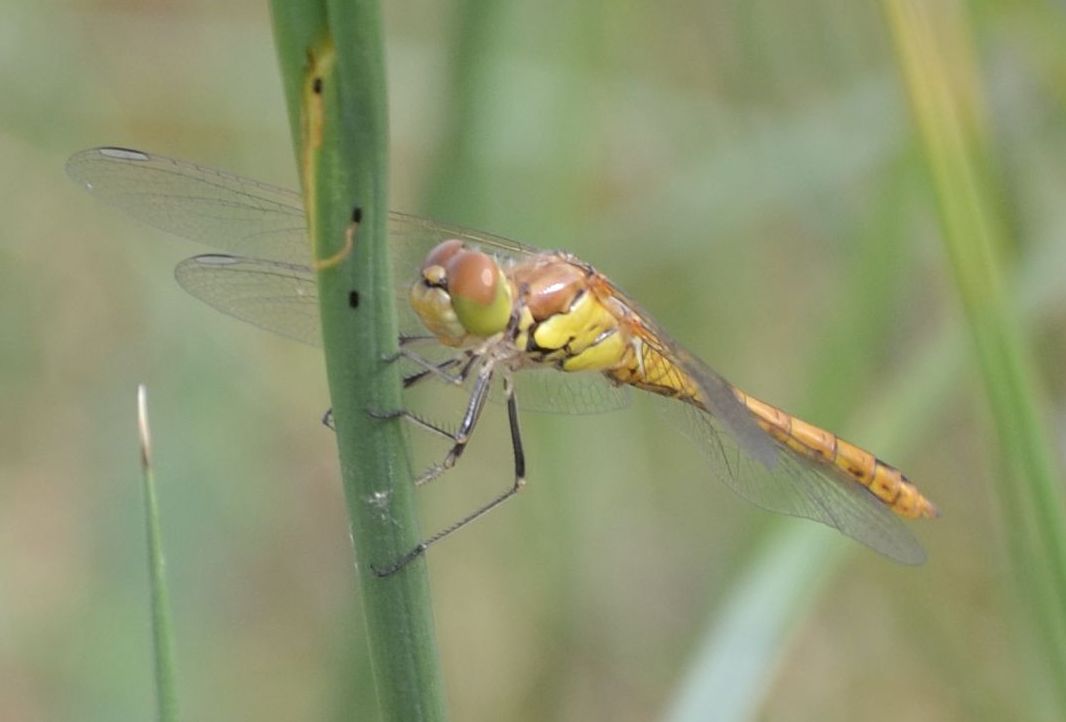 Sympetrum :( aiuto