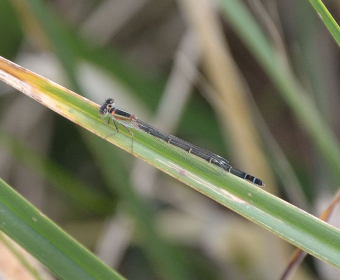 damigella da identificare