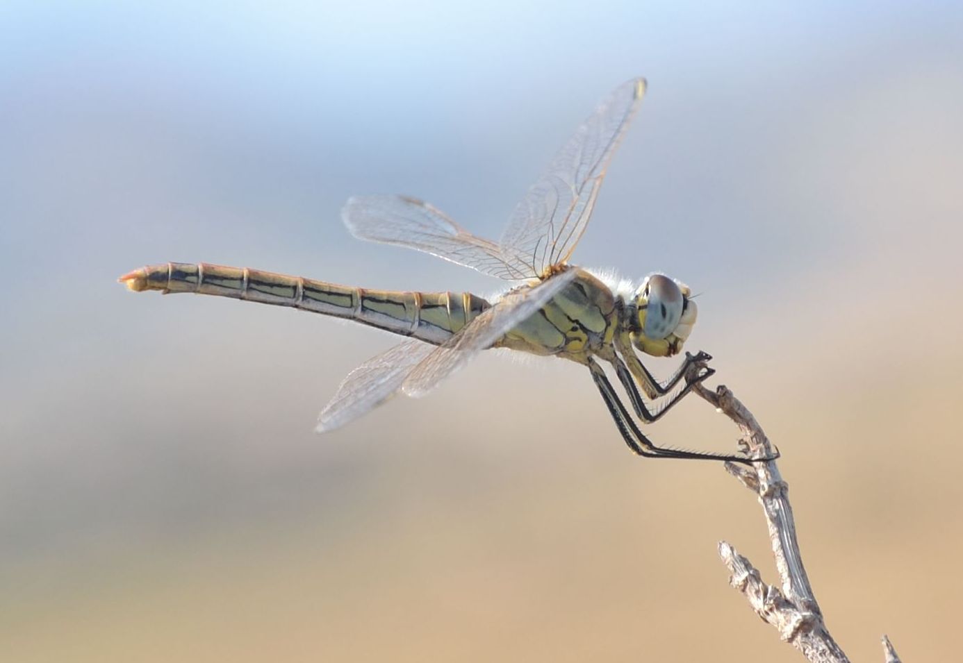 Sympetrum strambo - Selysiothemis nigra e S. fonscolombii