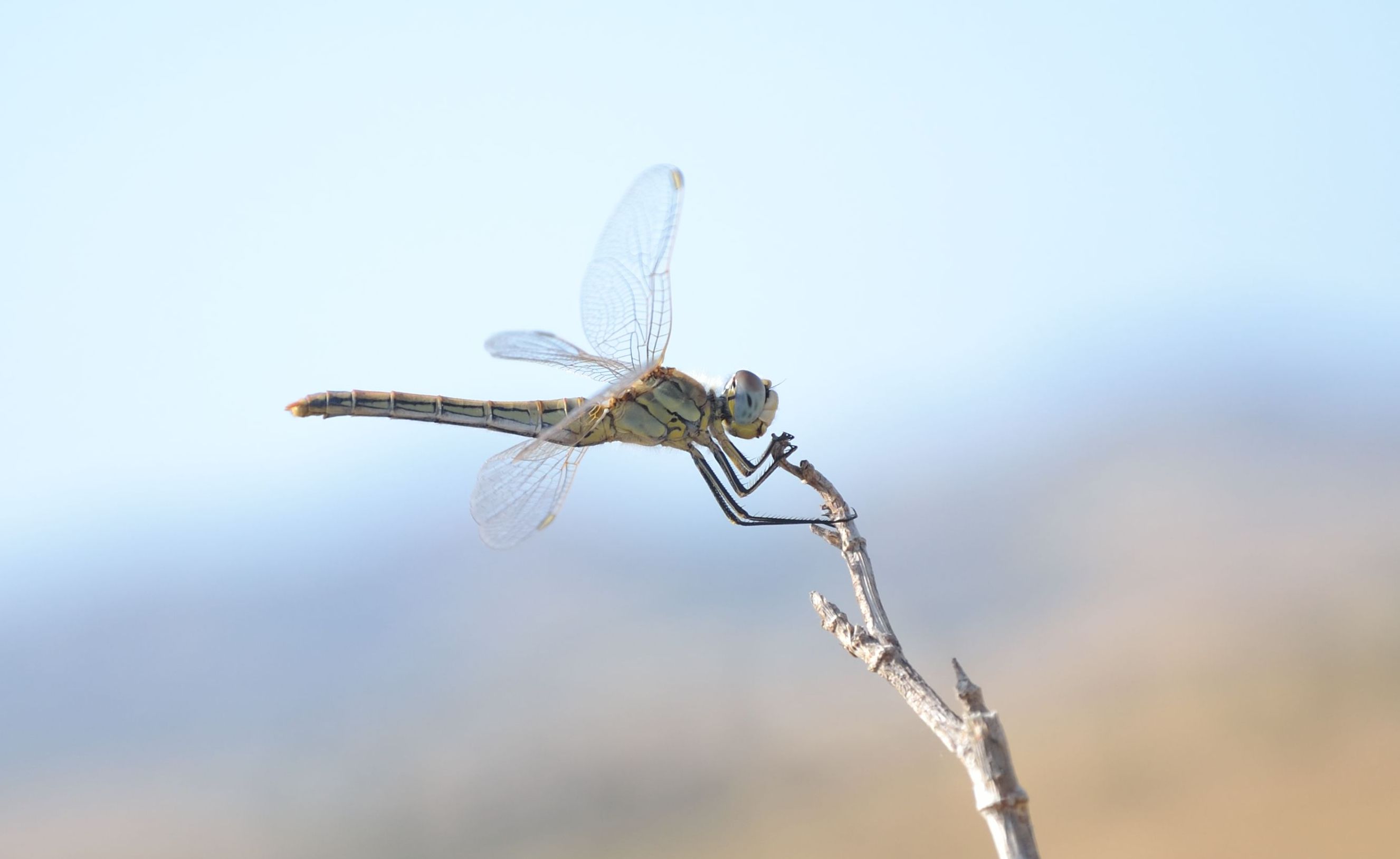 Sympetrum strambo - Selysiothemis nigra e S. fonscolombii