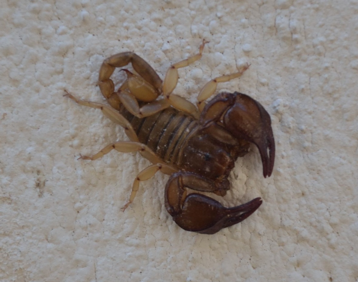 Euscorpius sicanus