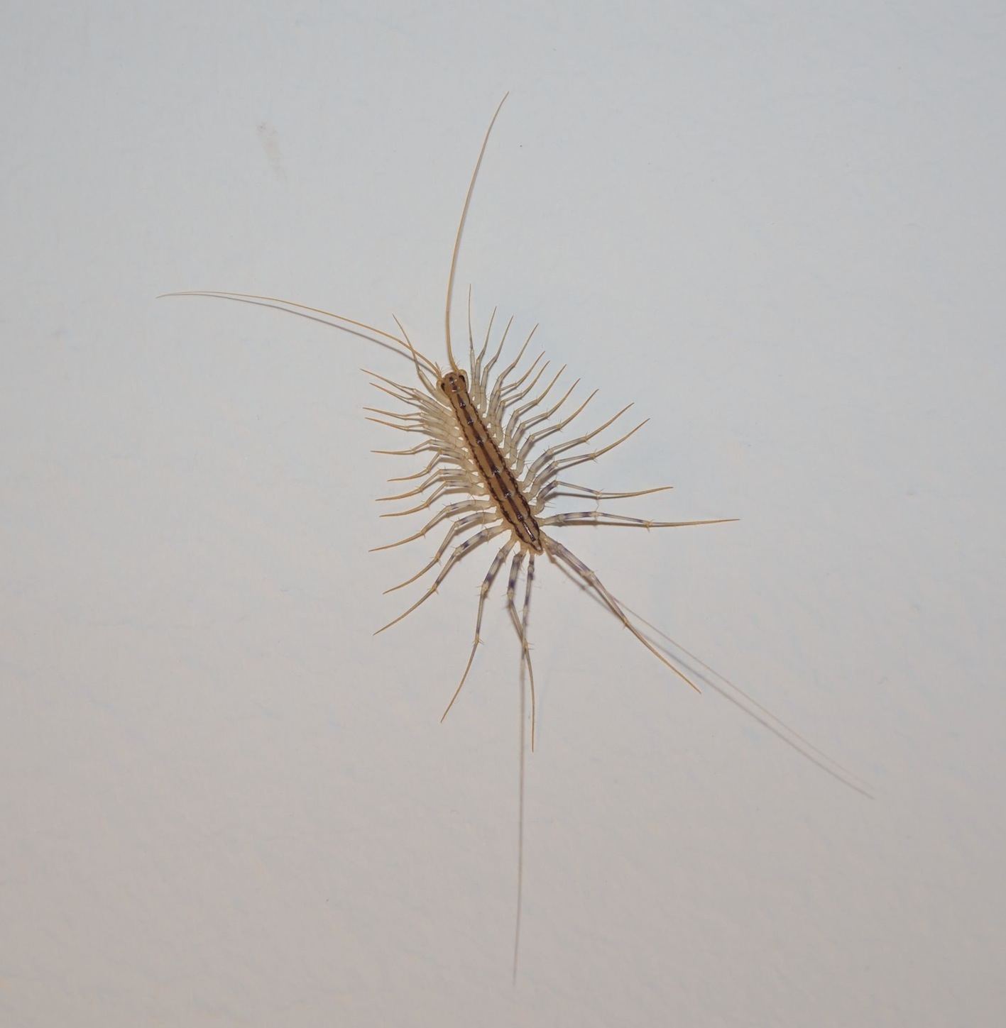 Scutigera coleoptrata