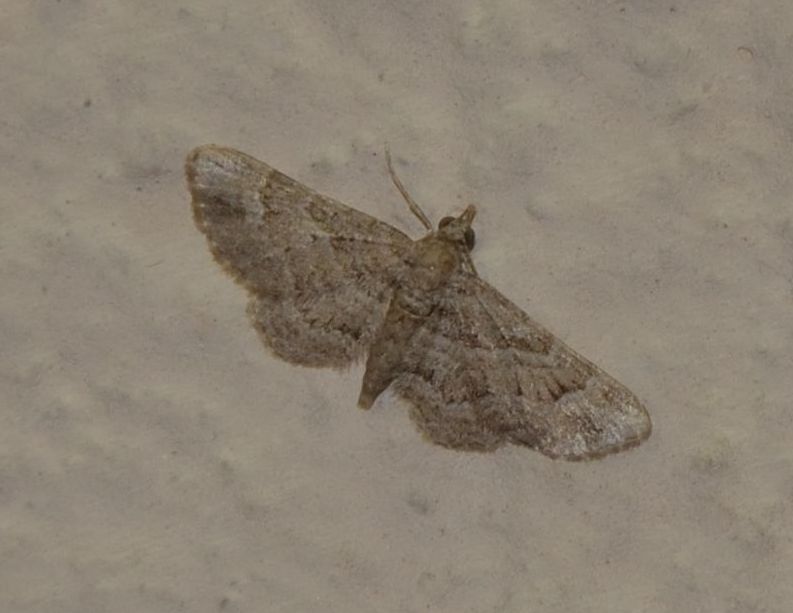 Gymnoscelis rufifasciata?