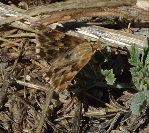 Carcharodus alceae, finalmente