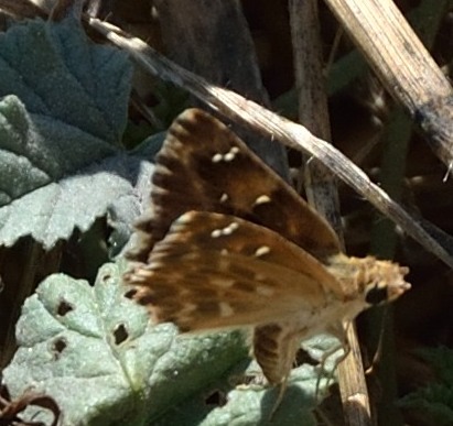 Carcharodus alceae, finalmente