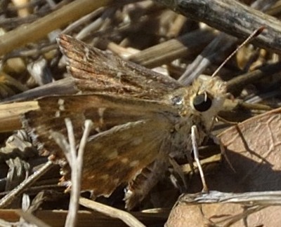 Carcharodus alceae, finalmente