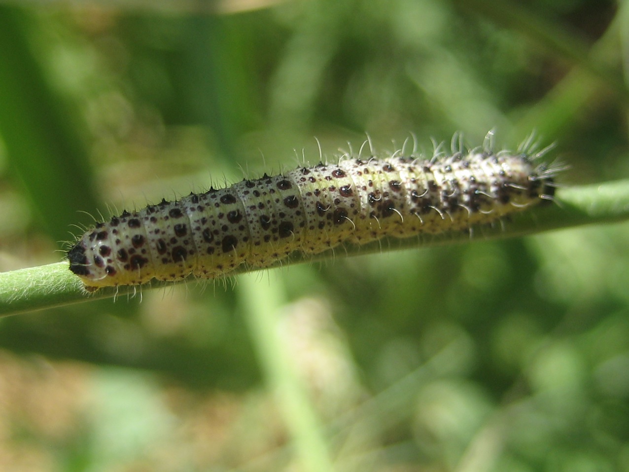 bruchi Pieris brassicae