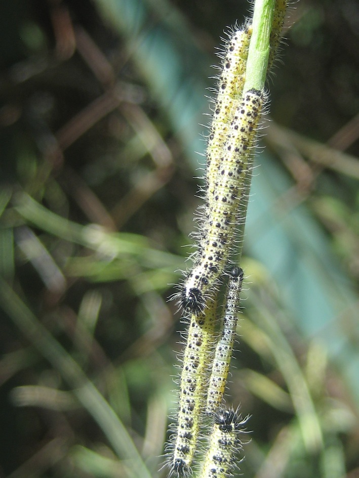 bruchi Pieris brassicae