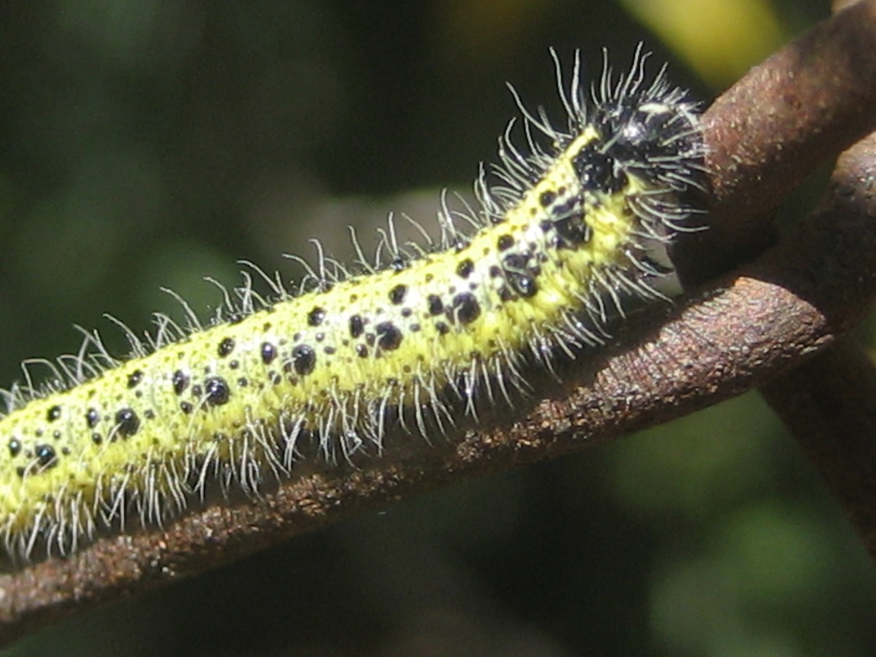 bruchi Pieris brassicae