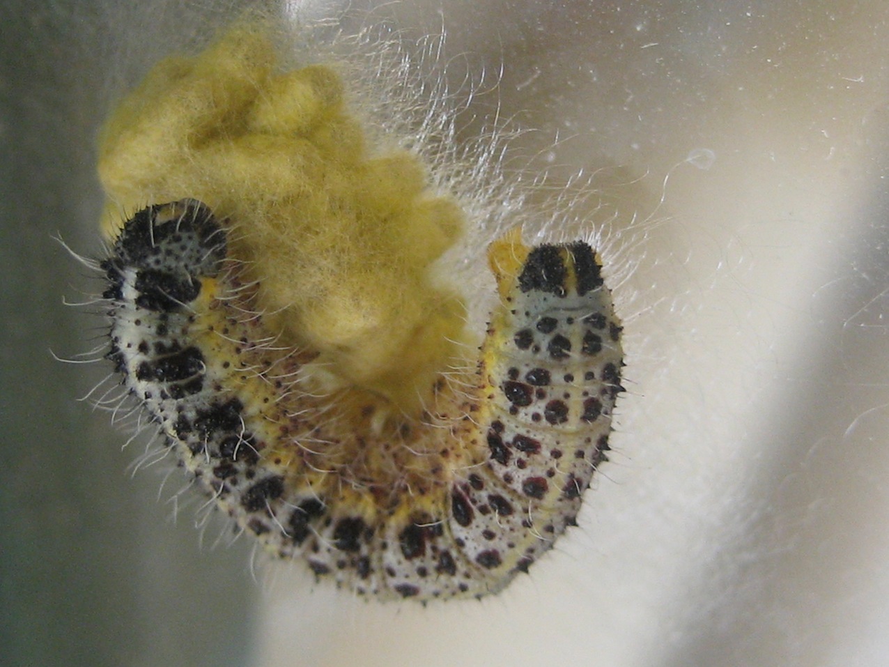 bruchi Pieris brassicae