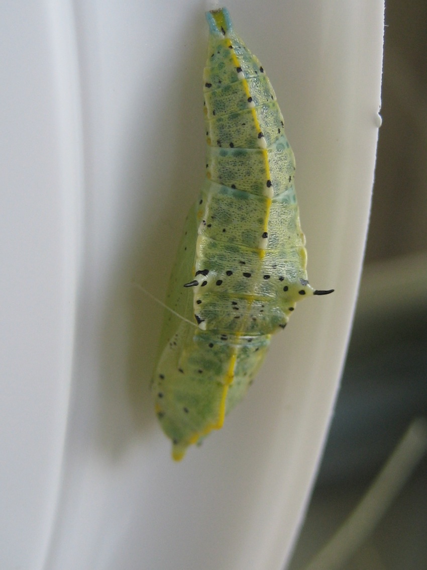 bruchi Pieris brassicae