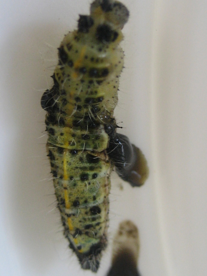 bruchi Pieris brassicae