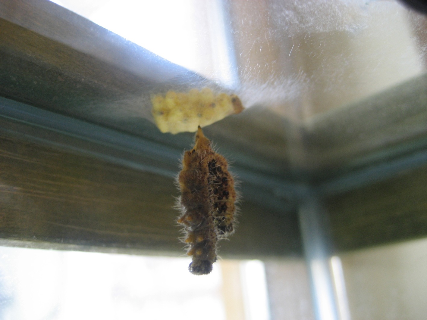 bruchi Pieris brassicae