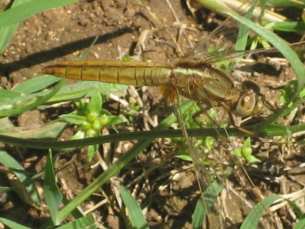 ID: Crocothemis erythraea