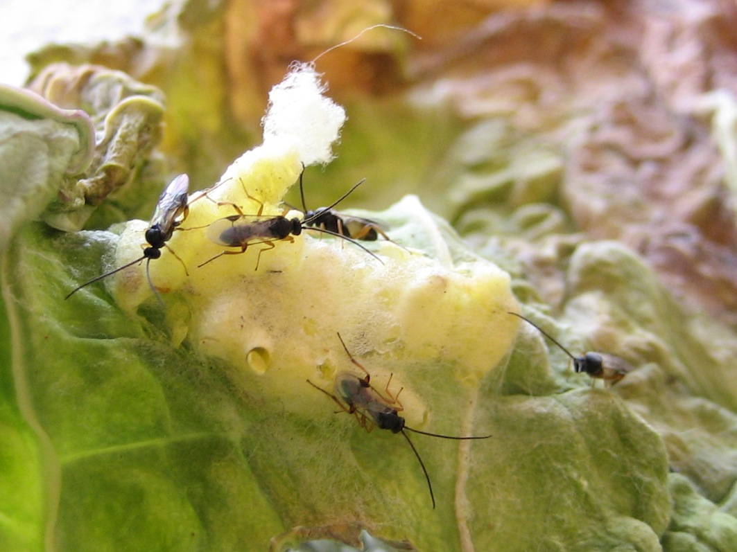 bruchi Pieris brassicae