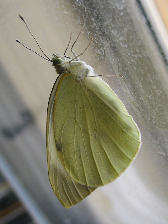 bruchi Pieris brassicae