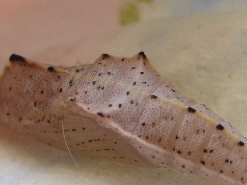 Bruco/Pupa