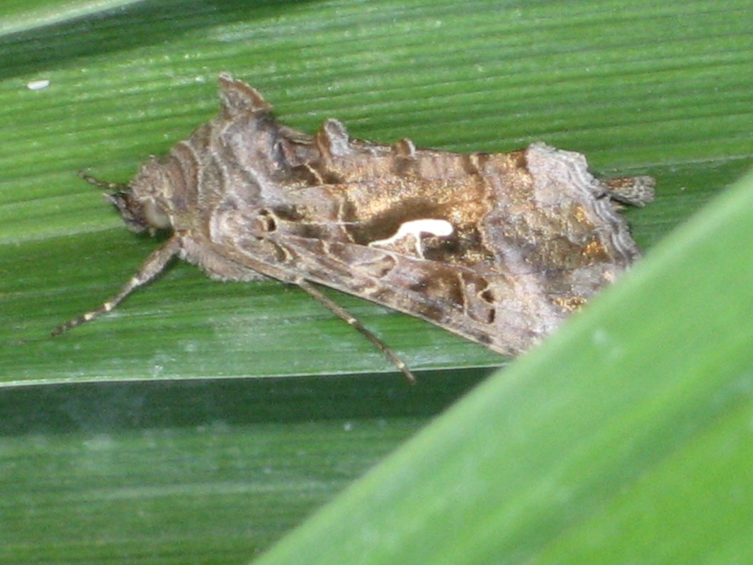 Autographa gamma - Noctuidae