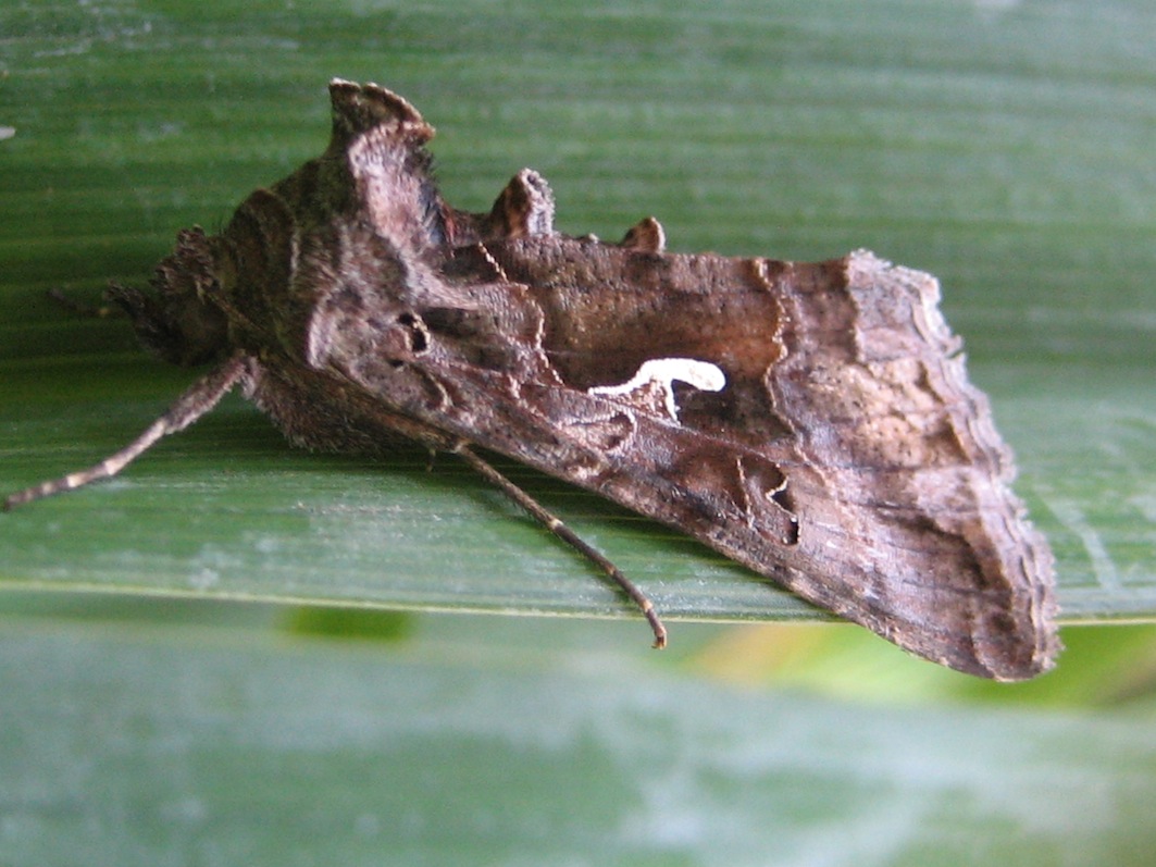 Autographa gamma - Noctuidae